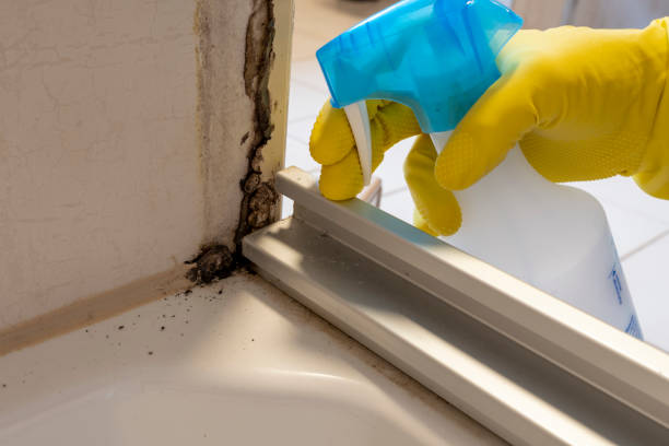 Best Commercial Mold Remediation in Butler, WI